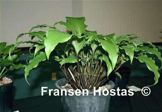 Hosta Snake Charmer